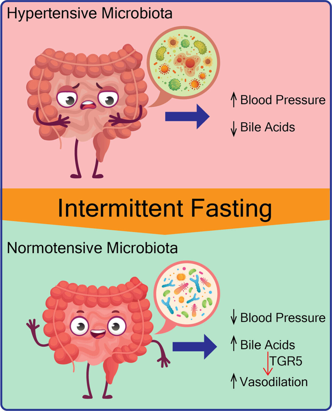 Illustrating happy gut vs. sad gut.