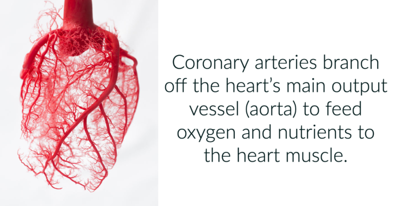 Coronary arteries branch off the heart's main output vessel (aorta) to feed oxygen and nutrients to the heart muscle.